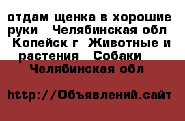 отдам щенка в хорошие руки - Челябинская обл., Копейск г. Животные и растения » Собаки   . Челябинская обл.